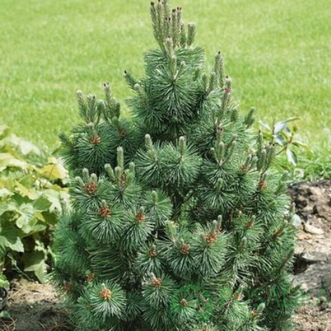 картинка Сосна горная Колумнарис (Columnaris) 7.5л. 