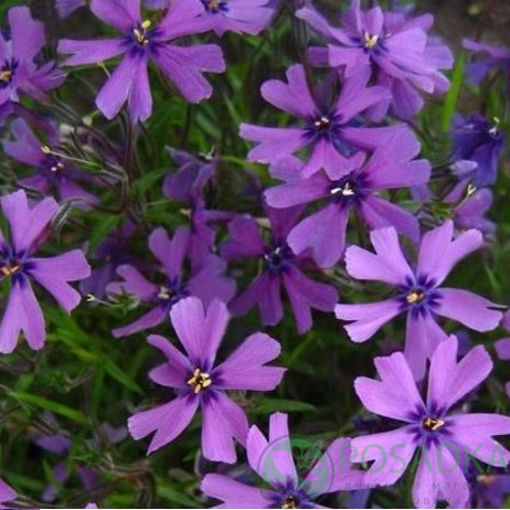 картинка Флокс шиловидный Purple Beauty 