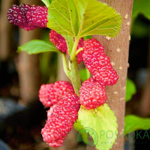 картинка Шелковица розовая Виктория 