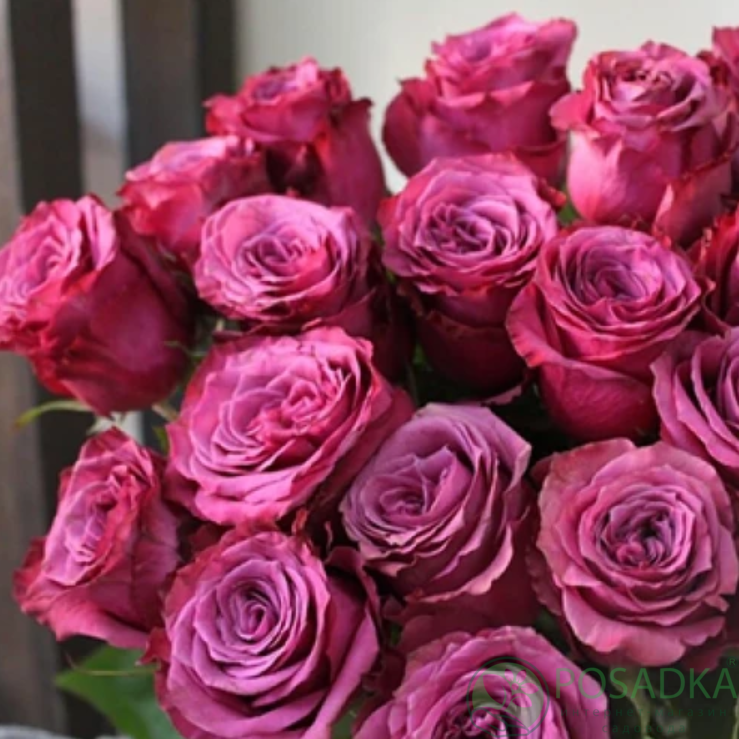 картинка Роза чайно-гибридная Блюберри 