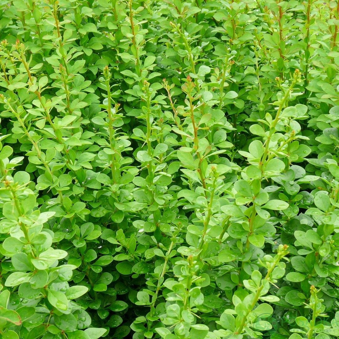 картинка Барбарис Тунберга Erecta  картинка Барбарис Тунберга Erecta