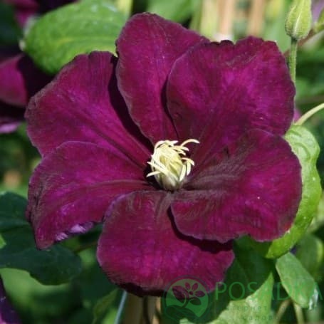 картинка Клематис Monte Cassino 