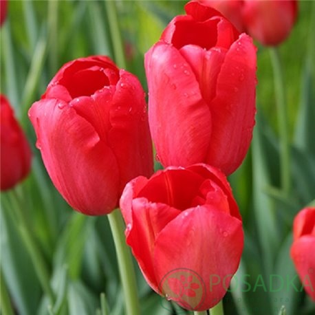 картинка Тюльпан Sky High Scarlet (3 шт) р9 