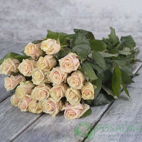 картинка Роза чайно-гибридная Талея 