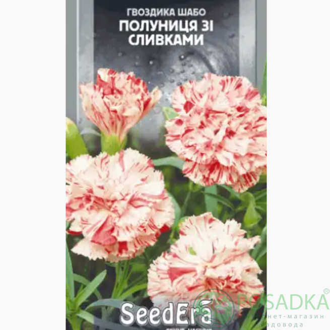 картинка Семена Гвоздика Шабо махровая клубника со сливками двухлетняя 0,2 г, Seedera 