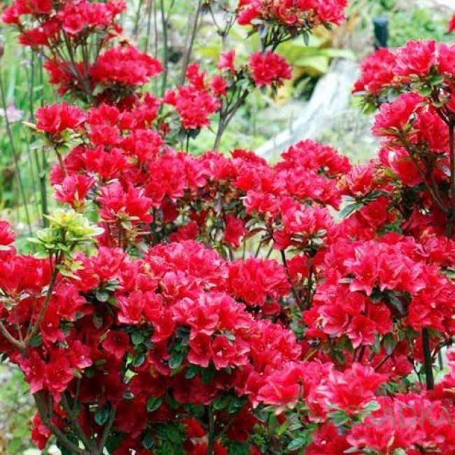 картинка Азалия японская Georg Arends 