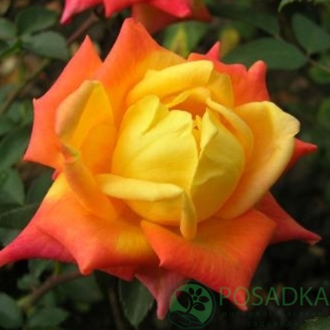 картинка Роза чайно-гибридная Тризор 2000 