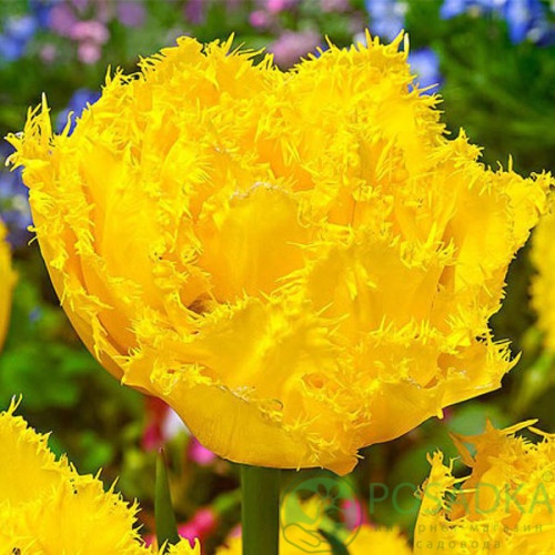 картинка Тюльпан Exotic Sun картинка Тюльпан Exotic Sun