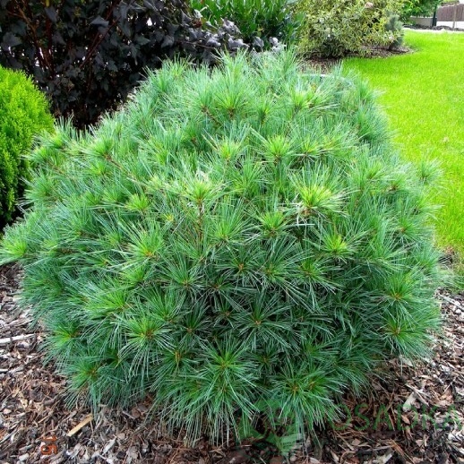 картинка Сосна Веймутова Минима  картинка Сосна Веймутова Минима