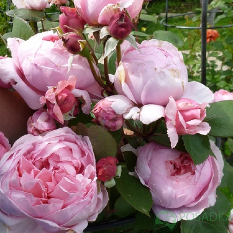 картинка Роза английская Бразе Кадфаэль  картинка Роза английская Бразе Кадфаэль