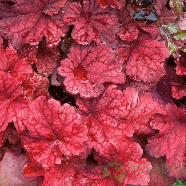 картинка Гейхера Autumn Leaves 