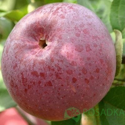картинка Яблоня Энтерпрайз 