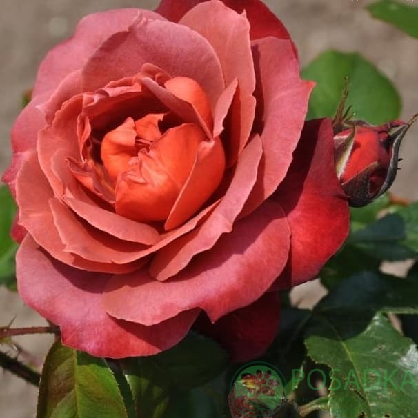 картинка Роза флорибунда Хот Шоколад С2 