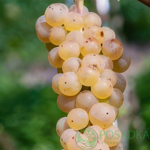 картинка Виноград Йоханиттер (винный) 