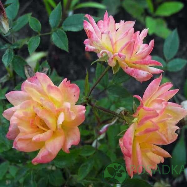 картинка Роза миниатюрная Триколор 