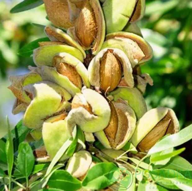 картинка Миндаль Нонпарель  картинка Миндаль Нонпарель