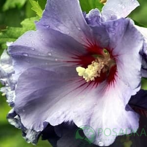 картинка Гибискус сирийский Марина (Hibiscus syriacus Marina) 