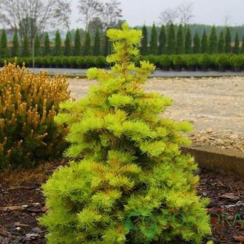 картинка Пихта одноцветная Винтерголд (Abies concolor Wintergold)  картинка Пихта одноцветная Винтерголд (Abies concolor Wintergold)