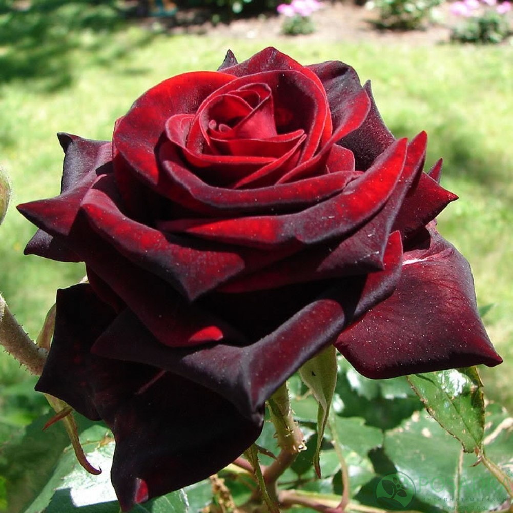 картинка Роза чайно-гибридная Блэк Мейджик 