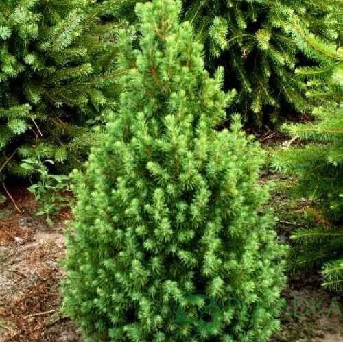 картинка Ель канадская Сonica Speedy 3л 