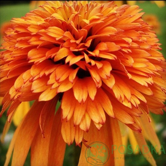 картинка Эхинацея Marmalade 