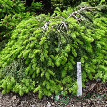 картинка Ель обыкновенная Форманек 