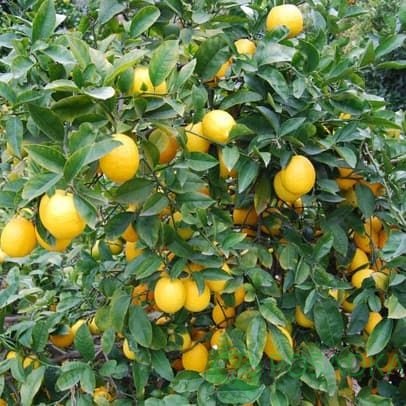 картинка Лимон Мейера саженцы (2 летний) 