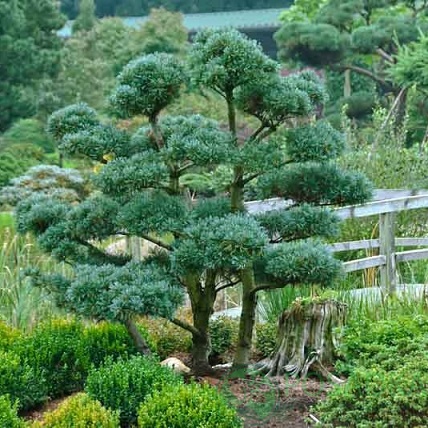 картинка Сосна японская Глаука 