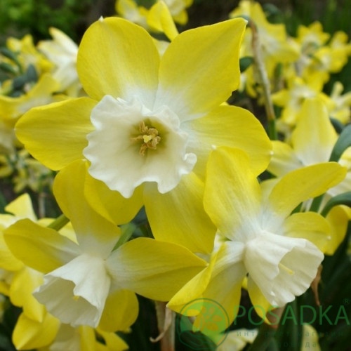 картинка Нарцисс Pipit  картинка Нарцисс Pipit