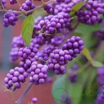 картинка Красивоплодник Giraldii 3л 