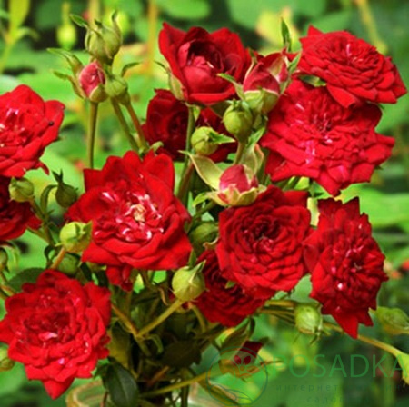 картинка Роза миниатюрная Ред Каскад 