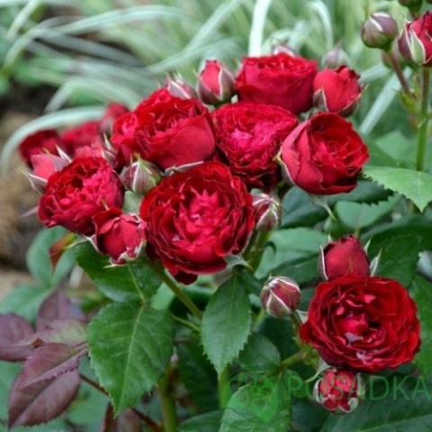 картинка Роза бордюрная Ред Сенсейшен 