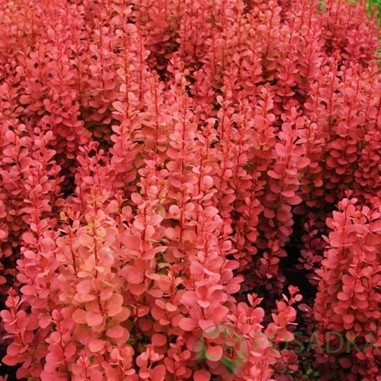 картинка Барбарис Тунберга Orange Pillar 
