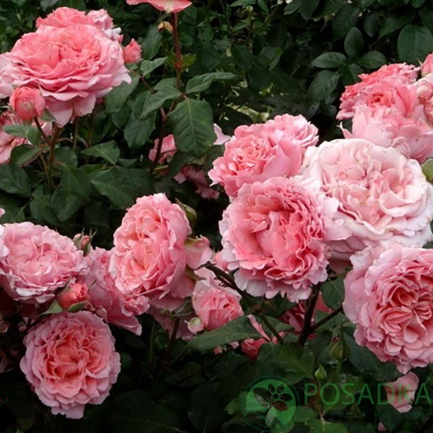 картинка Роза кустовая Лоран Каброль  картинка Роза кустовая Лоран Каброль