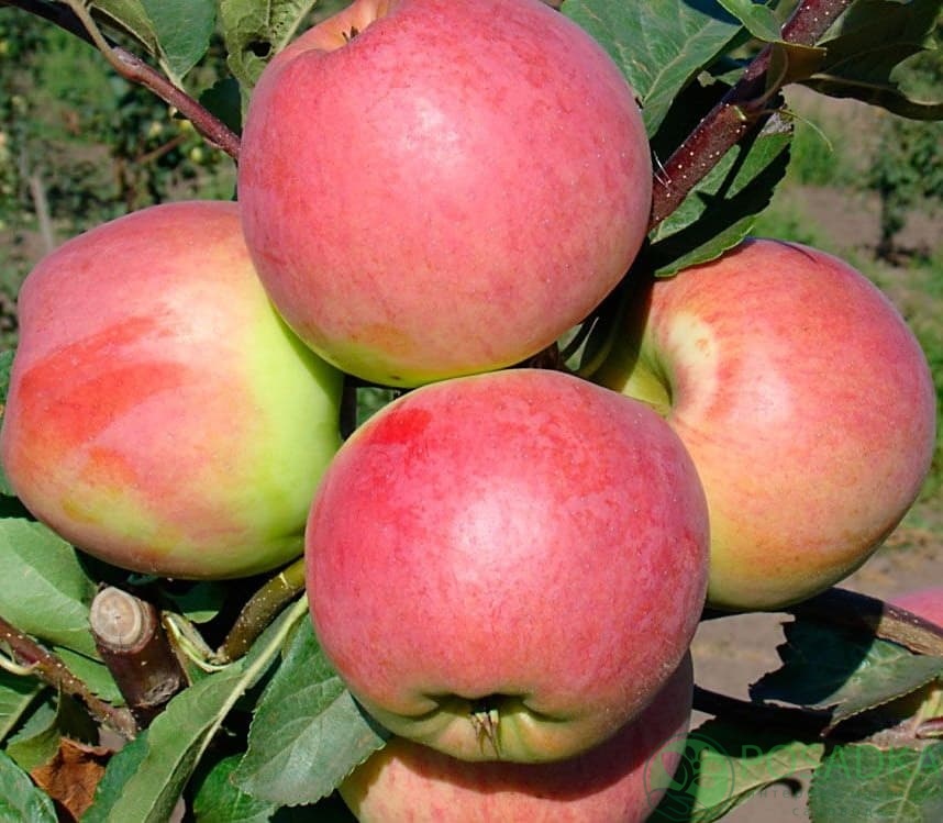 картинка Яблоня Цвет Каролины 