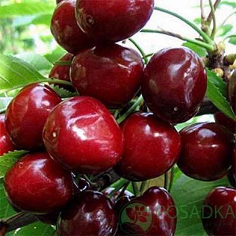картинка Черешня Сказка 