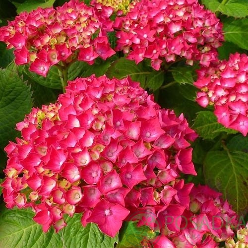 картинка Гортензия крупнолистная Freudenstein 