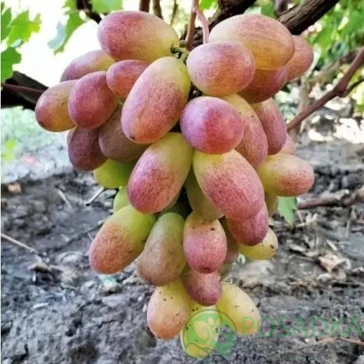 картинка Виноград Айсберг  картинка Виноград Айсберг