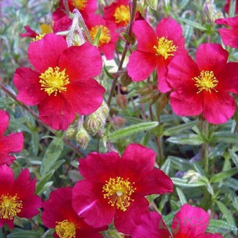 картинка Солнцецвет Ред Ориент 