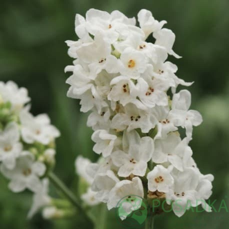 картинка Лаванда узколистная Sentivia Silver 