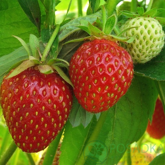 картинка Клубника Ромина (кассета) 