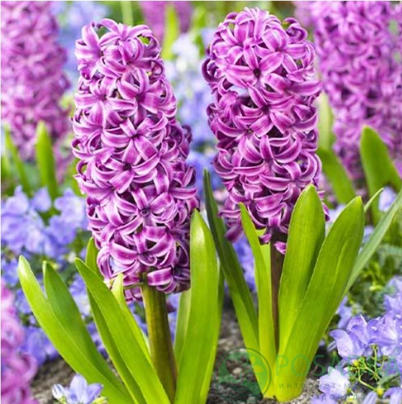 картинка Гиацинт Purple Sensation 
