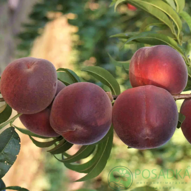 картинка Персик Виста Рич 