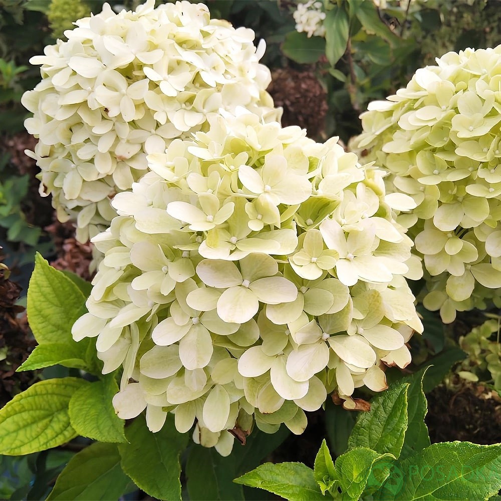 картинка Гортензия метельчатая Living Little Passion 