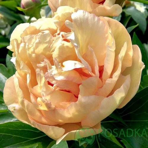 картинка Пион King's Day 