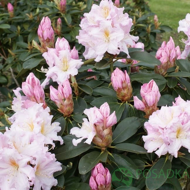 картинка Рододендрон гибридный Dagmar 