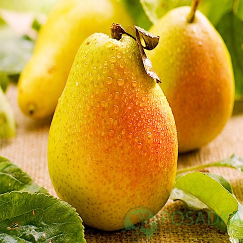 картинка Груша Чудесница 