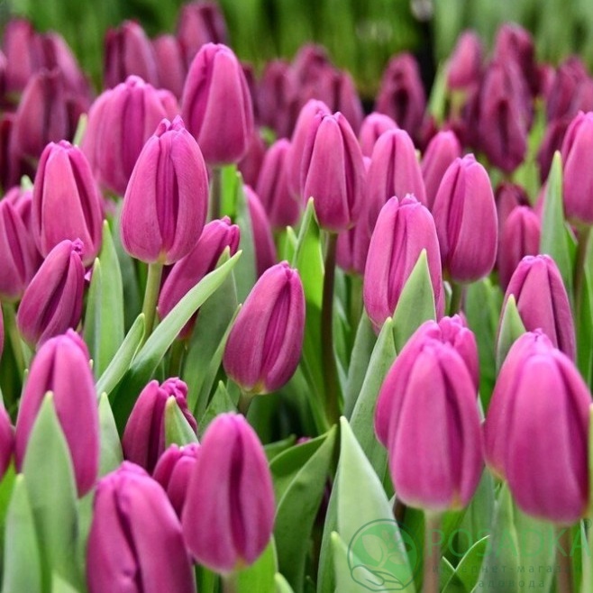картинка Тюльпан Purple Flag 