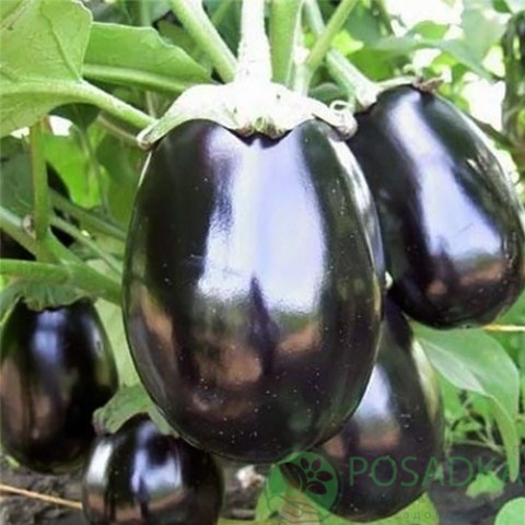 картинка Семена Баклажан Черный красавец 0.5 г, SeedEra 
