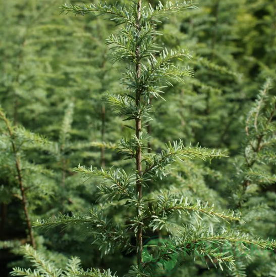 картинка Тсуга западная Glauca 